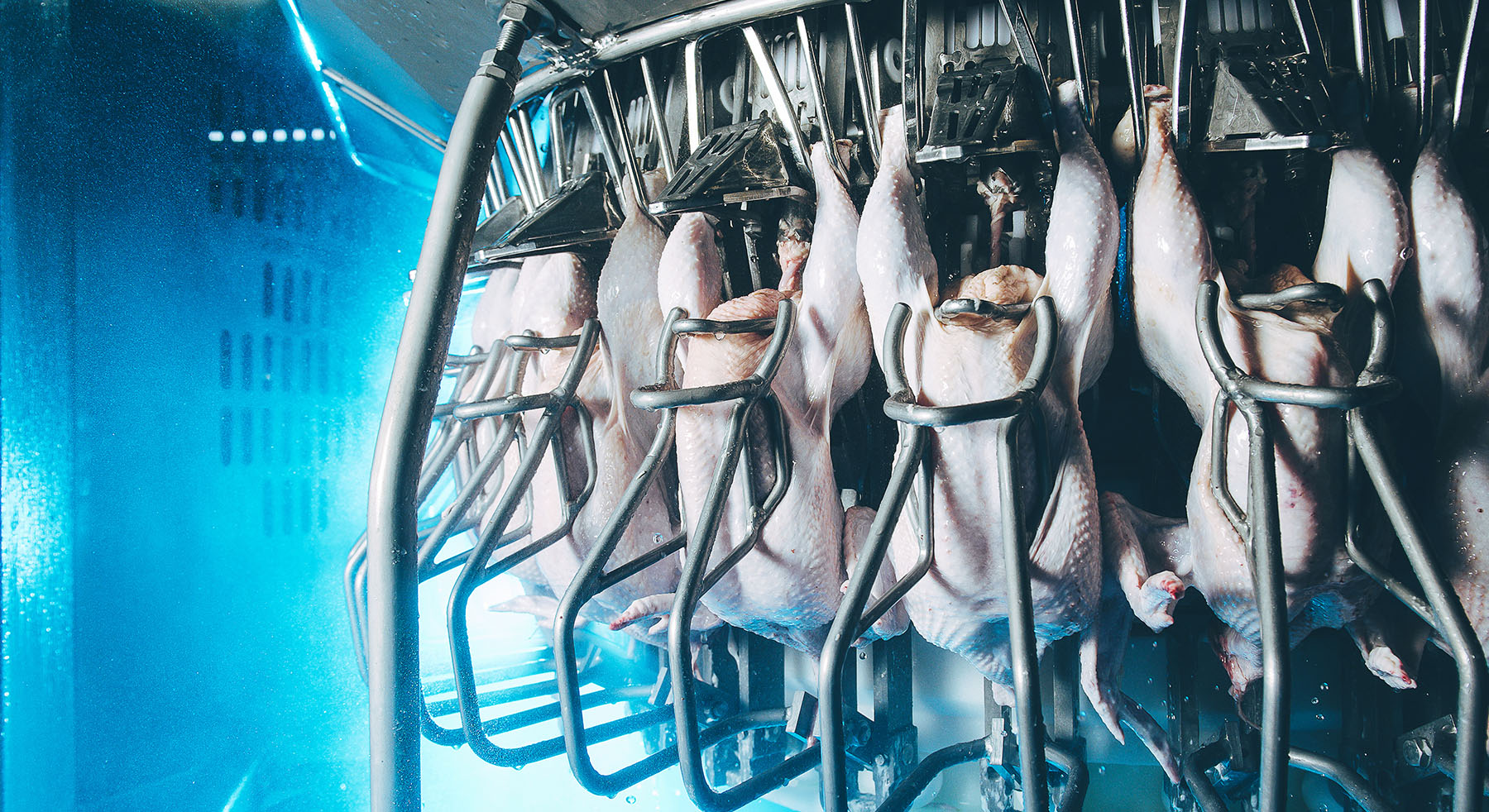 Poultry_Washdown_Lights_Advanced_Illumination